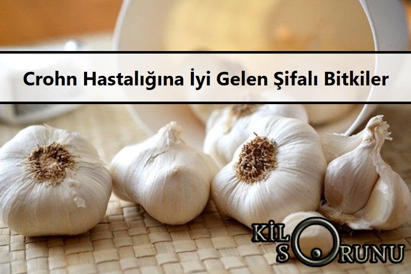 Crohn Hastalığına İyi Gelen Şifalı Bitkiler