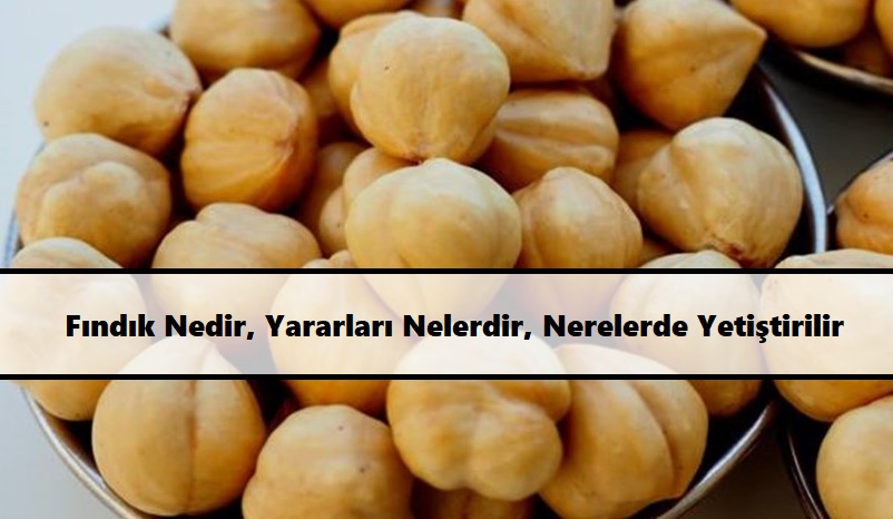 Fındık Nedir, Yararları Nelerdir, Nerelerde Yetiştirilir